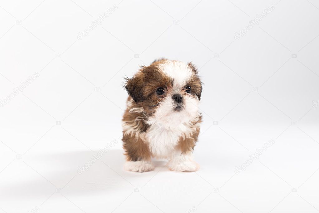 Imagens de Mini shih tzu sem royalties | Depositphotos
