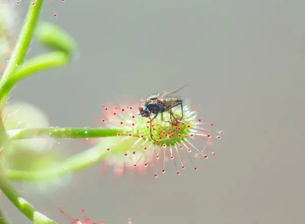 Drosera madagascariensis mosca di cattura — Foto Stock