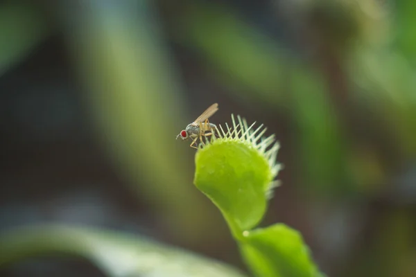 Escape from carnivorous flytrap — Stock Photo, Image