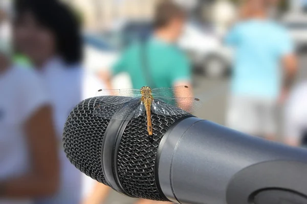 Libélula no microfone — Fotografia de Stock