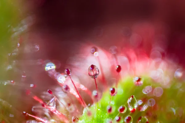 Sundew makro asit damla — Stok fotoğraf