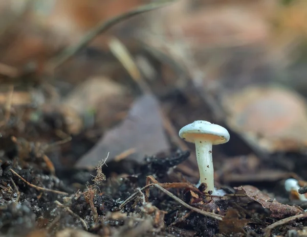 Micro cogumelo na floresta — Fotografia de Stock