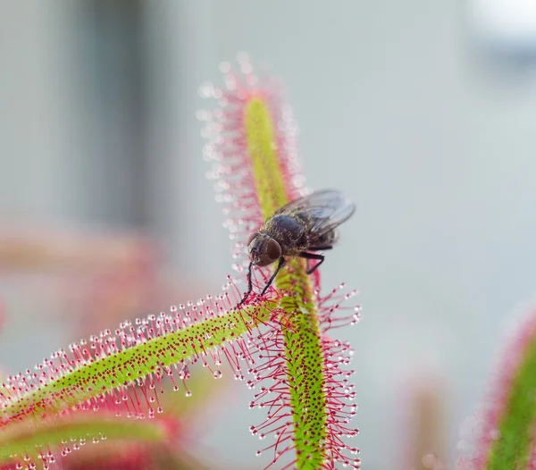 Gran mosca atrapada por el rocío del sol (drosera) - de cerca —  Fotos de Stock