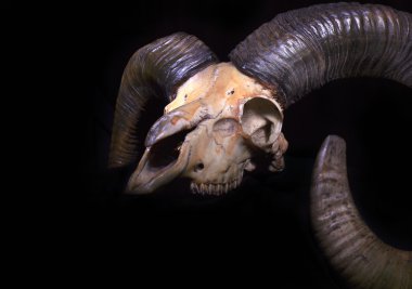 Wild ram death skull clipart