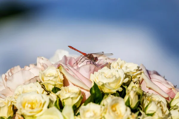 Yusufçuk çiçekler üzerinde duruyor, sanki — Stok fotoğraf