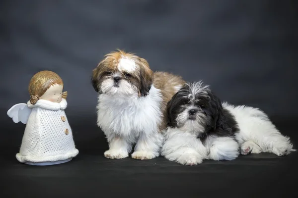 Two different shih tzu puppies with doll isolated on black — Stock Photo, Image