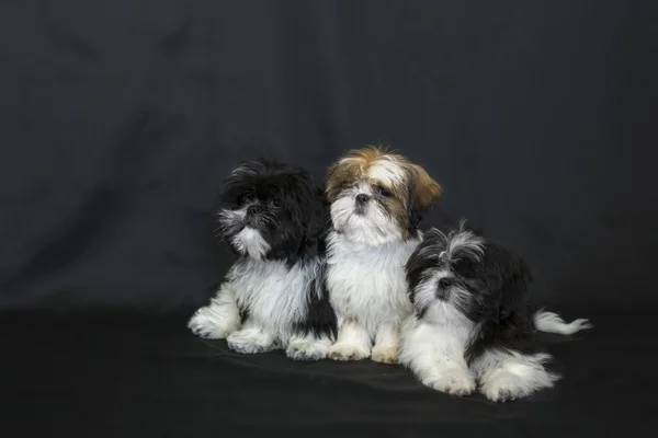 Tři smutné shih tzu štěňata izolované na černém pozadí — Stock fotografie