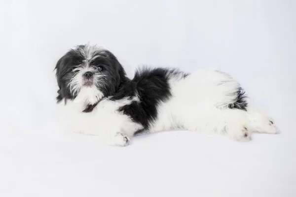 Egy fekete-fehér shih tzu kiskutya - figyel téged — Stock Fotó