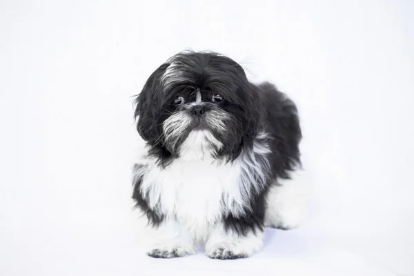 Preto e branco pouco shih tzu filhote de cachorro sentado - isolado no whit — Fotografia de Stock