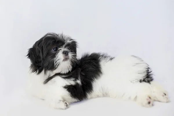 孤立的一个黑色和白色西施狗 — 图库照片