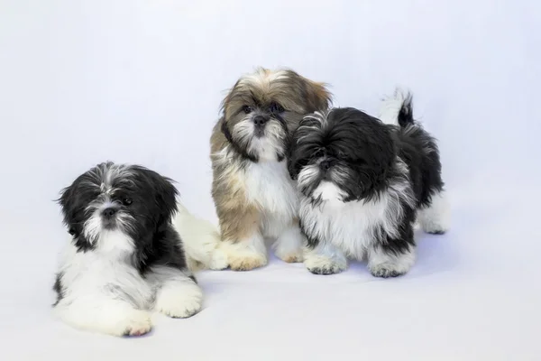 Tres cachorros shih tzu dos en blanco y negro y uno de color — Foto de Stock