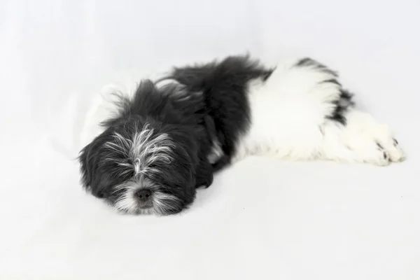 Маленький чёрный щенок ши-цу спит. — стоковое фото