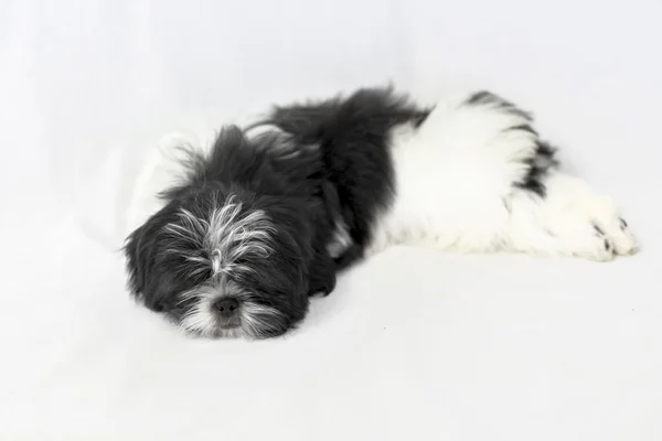 Pequeño negro shih tzu cachorro durmiendo — Foto de Stock