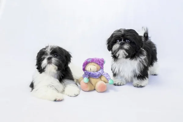 Two black and white shih tzu puppies — Stock Photo, Image