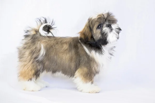 Färgade shih tzu hundvalp stående - isolerad på vit — Stockfoto
