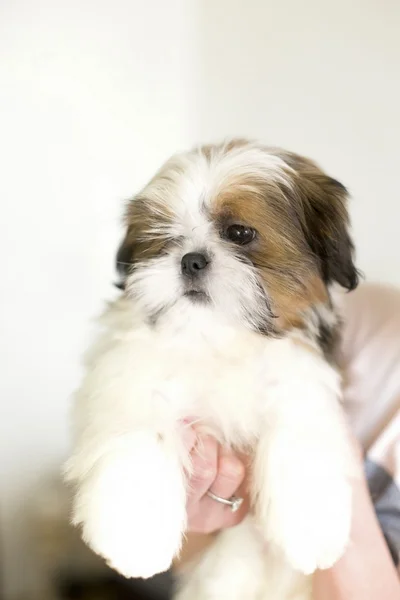 One colored shih txu puppy at the hand — Stock Photo, Image