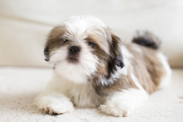 Mooie triest-eyed shih tzu puppy - groot formaat — Stockfoto