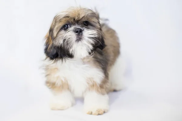 Colored shih txu puppy isolated on white - staring — Stock Photo, Image