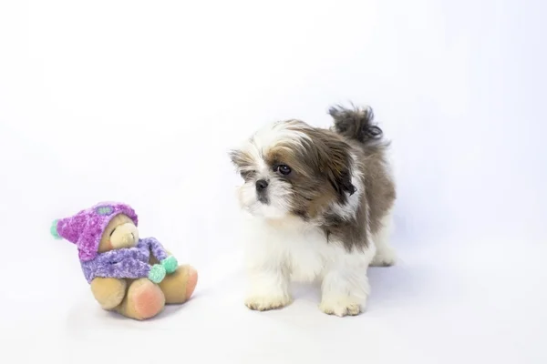 Little colored shih tzu with doll — Stock Photo, Image