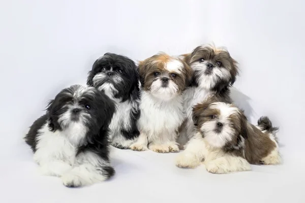 Cinco cachorros shih tzu isolados em branco — Fotografia de Stock