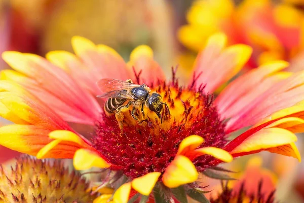 Abeja sobre la flor roja cubierta de polen —  Fotos de Stock