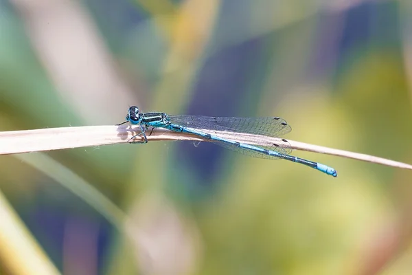 Kıt mavi kuyruklu kızböcekleri — Stok fotoğraf