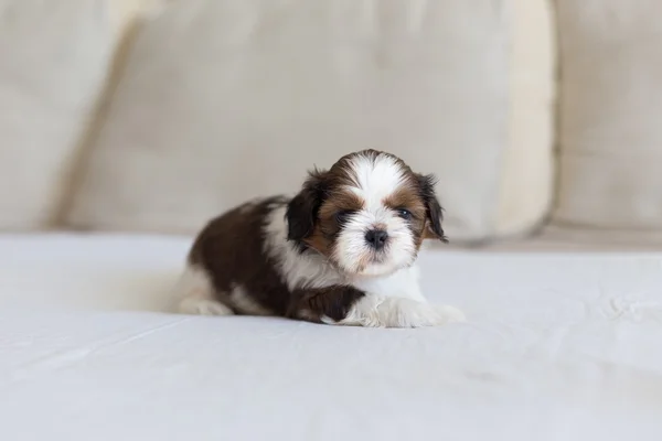 Little furry shih-tzu pup on the soffa — Stock Photo, Image