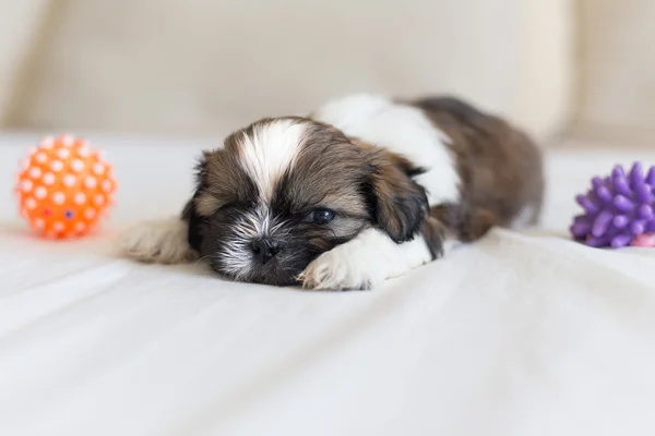 Peludo Shih-Tzu cachorro dormindo com dois brinquedos — Fotografia de Stock