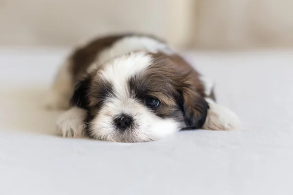 Eye and nose of little shih-tzu puppy — Stock Photo, Image