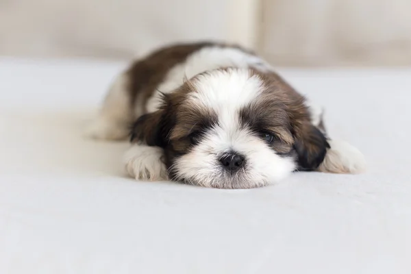 Little furry shih-tzu pup watching you — Stock Photo, Image