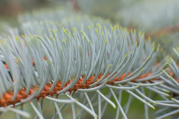 Aiguilles de sapin en gros plan — Photo