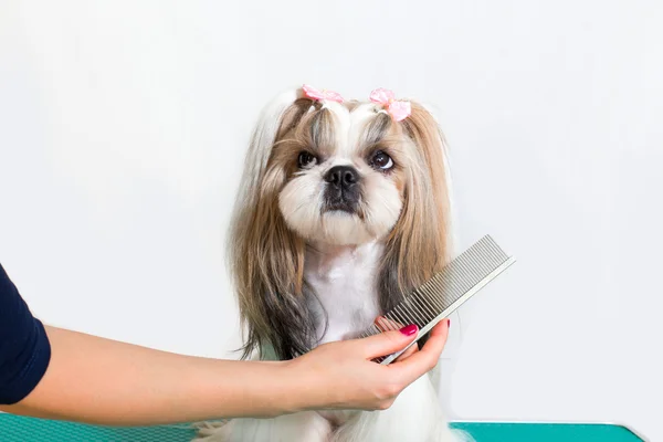 Lilla skönhet shih-tzu hund groomer's hand — Stockfoto