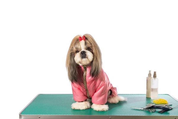 Well groomed shih-tzu at the groomer table in pink dog costume — Stock Photo, Image