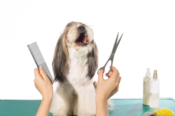 Shih-tzu at the groomer's hands with comb and  scissors — Stock Photo, Image