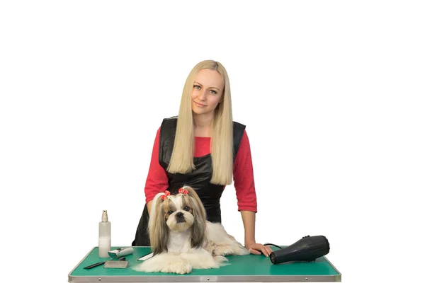 Woman groomer with beautiful shih-tzu — Stock Photo, Image