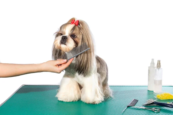 Kleiner shih-tzu Hund an den Händen des Pflegers mit Kamm — Stockfoto
