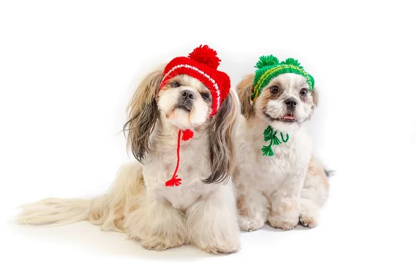 Pequenos cachorros shih-tzu posando em chapéus de inverno — Fotografia de Stock