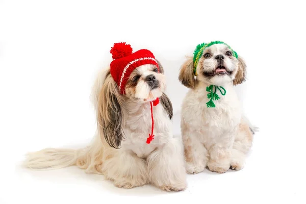 Two shih-tzu mom and her son in winter hats — Stock Photo, Image