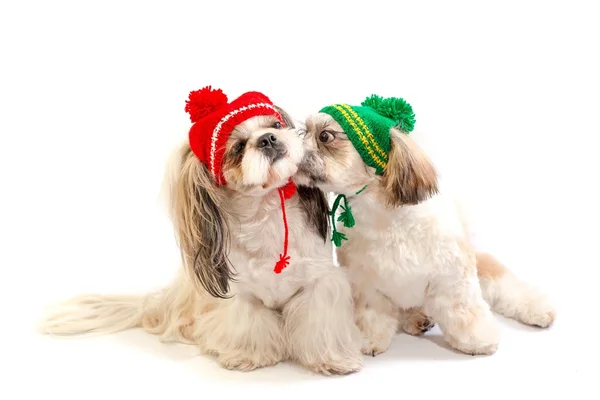 Dos feliz shih-tzu cachorros besos —  Fotos de Stock