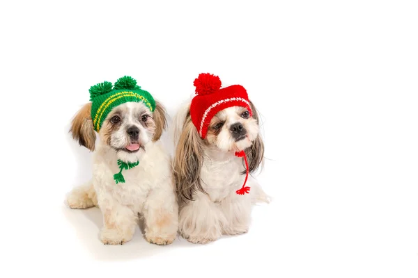 Dos cachorros shih-tzu están sentados en sombreros de invierno — Foto de Stock