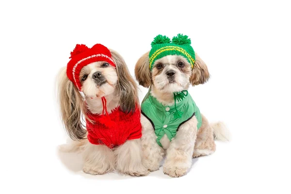 Dos hermosos cachorros shih-tzu sonriendo en ropa de invierno —  Fotos de Stock