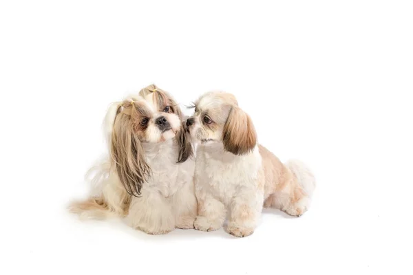 Two shih-tzu mom and her puppy playing — Stock Photo, Image