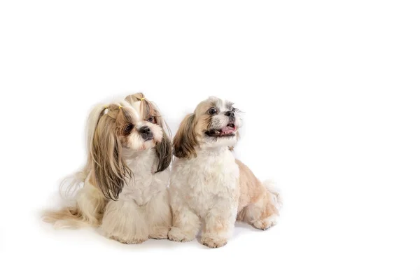 Two shih-tzu mom and her puppy — Stock Photo, Image
