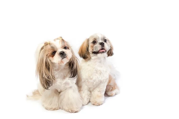 Two shih-tzu mom and her puppy sitting — Stock Photo, Image