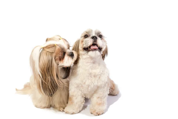 Two shih-tzu mom's care about her fun puppy — Stock Photo, Image