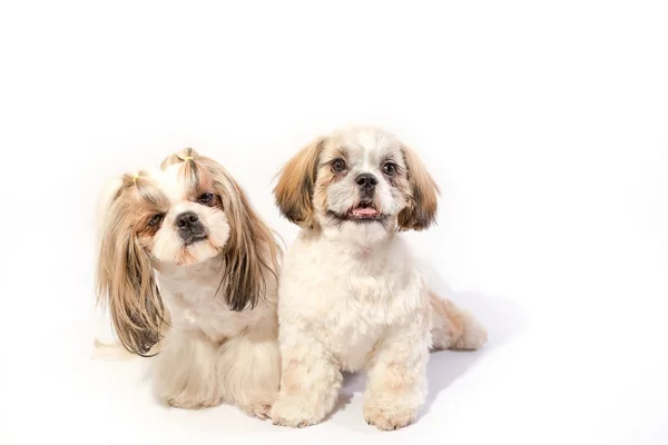 Two shih-tzu  sitting before camera — Stock Photo, Image