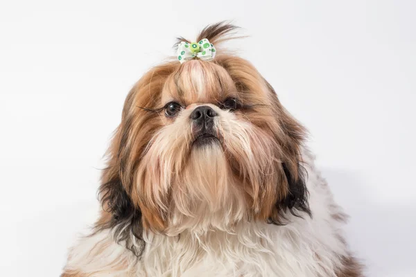 Little fluffy Shih-tzu dog portrait — Stock Photo, Image