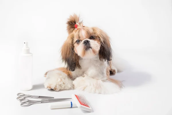Well groomed Shih-tzu puppy - isolated — Stock Photo, Image