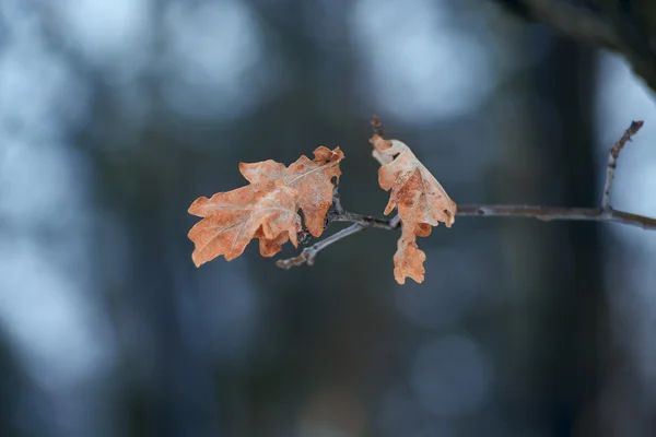 Oak leaves on the branch at winter evening — Stock Photo, Image