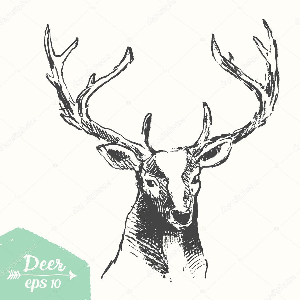 Sketch deer head vintage illustration drawn vector